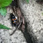 Roundneck Sexton Beetle