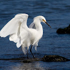 Snowy Egret