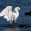Snowy Egret