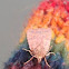 Yellow Underwing    