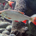 Common Roach