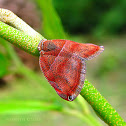 plant hopper