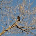 Turkey Vulture