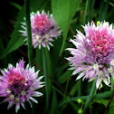 Chive