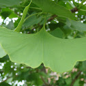 Ginkgo