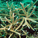 Formosa Coral