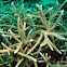 Formosa Coral