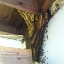 Bees