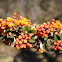 Flores Páramo