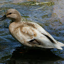 Mallard (female)
