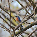 Eastern Bluebird