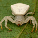 White Crab Spider