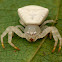 White Crab Spider