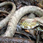 Neotropical Bird Snake