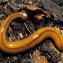 Flatworm