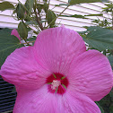 Hibiscus