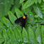 Golden-Backed Snipe Fly