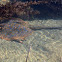Bluespotted Ribbontail Ray