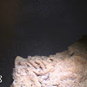 Coral Fossil