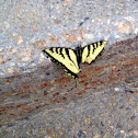 Eastern Tiger Swallowtail Butterfly