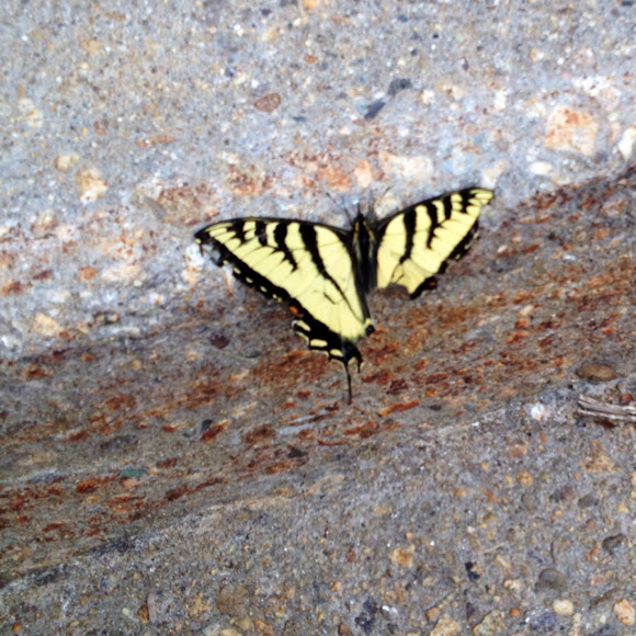 Spotting Image 1