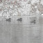 Hooded Merganser
