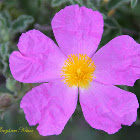 Hairy Rockrose