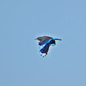 Indian Roller 