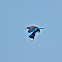 Indian Roller 