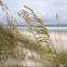 Sea Oats