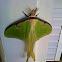 Luna moth
