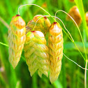 Rattlesnake Grass