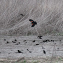 red-winged blackbird