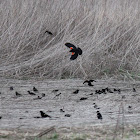 red-winged blackbird