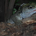 Tuatara 