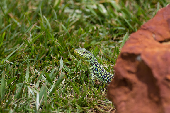 Spotting Image 1