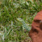 Ocellated Lizard