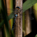 Glassnijder (Brachytron pratense)