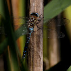 Glassnijder (Brachytron pratense)