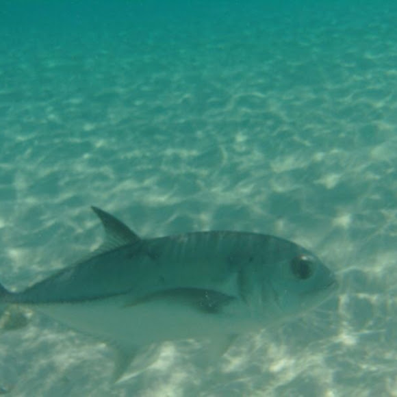 Spotting Image 1