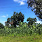 Banana trees