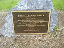 The Millennium Oak