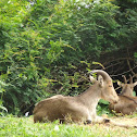 Nilgiri Tahr (Ibex)