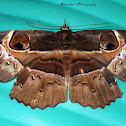 Owl moth