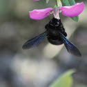 carpenter bee