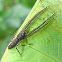 unknown spider