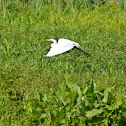 Egret