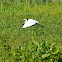 Egret
