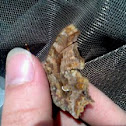 Comma