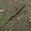 Land planarian